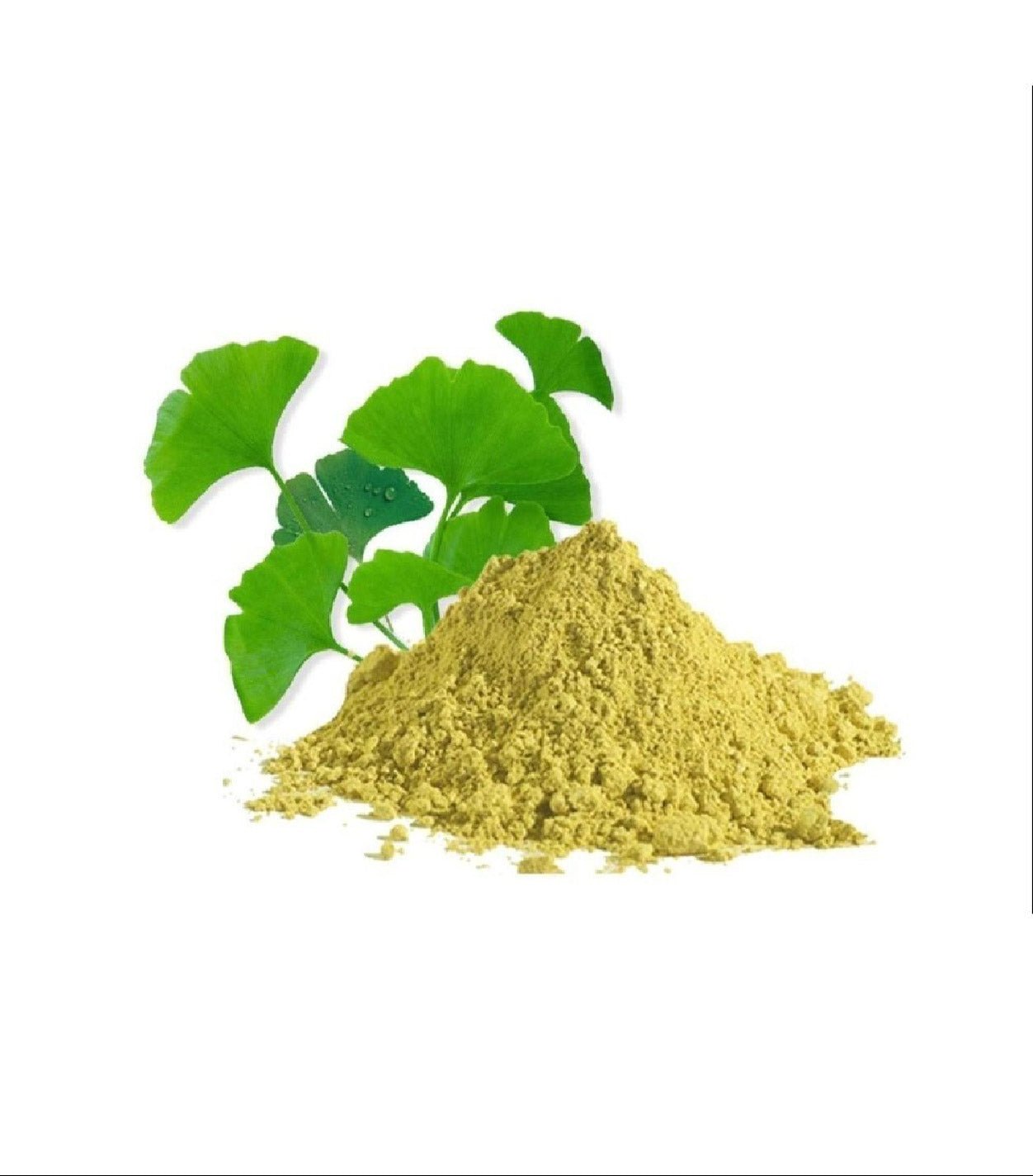 Gingko Biloba Powder - Bulk - The Health Junkie