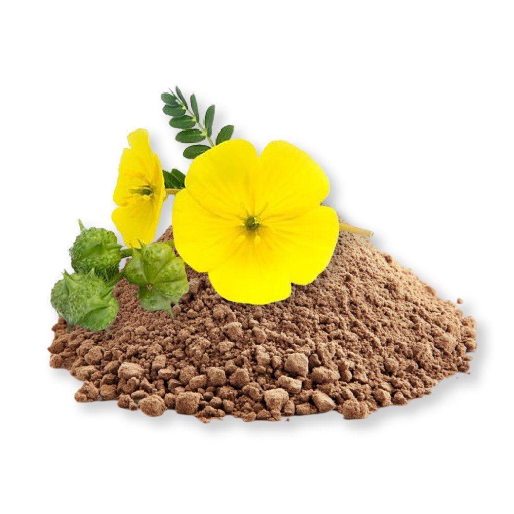 Gokshura Powder - Bulk - The Health Junkie